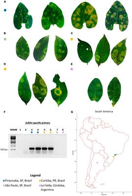 A Novel Lineage of Cile-Like Viruses Discloses the Phylogenetic Continuum Across the Family Kitaviridae